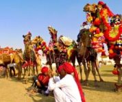 pushkar camel fair tour , rajasthan, india