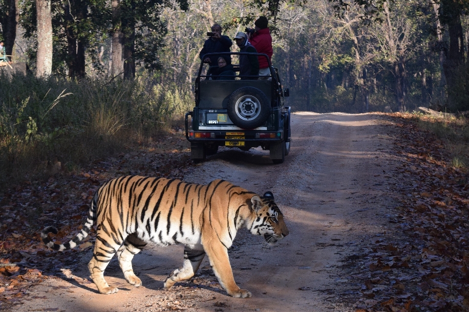 Golden Triangle with Ranthambore Tour